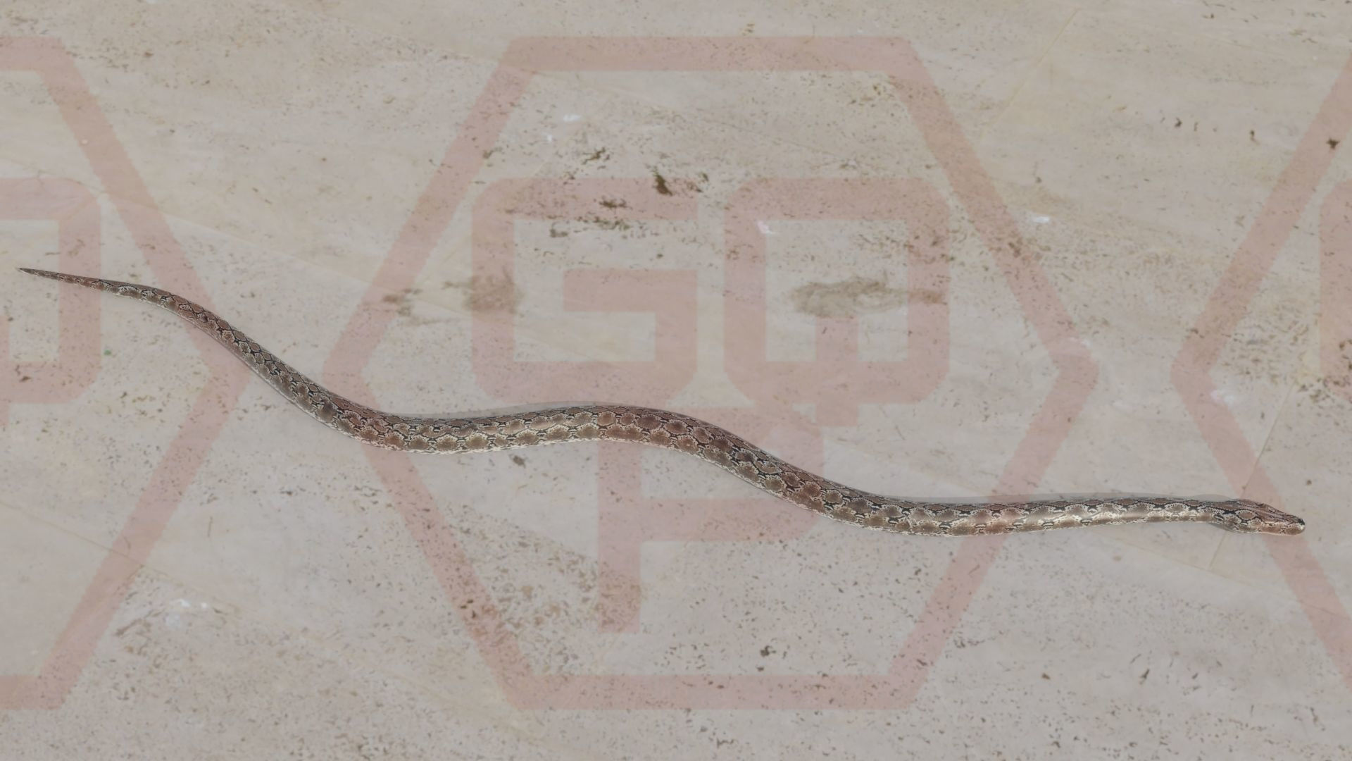 Rigged python   Low-poly 3D model_18