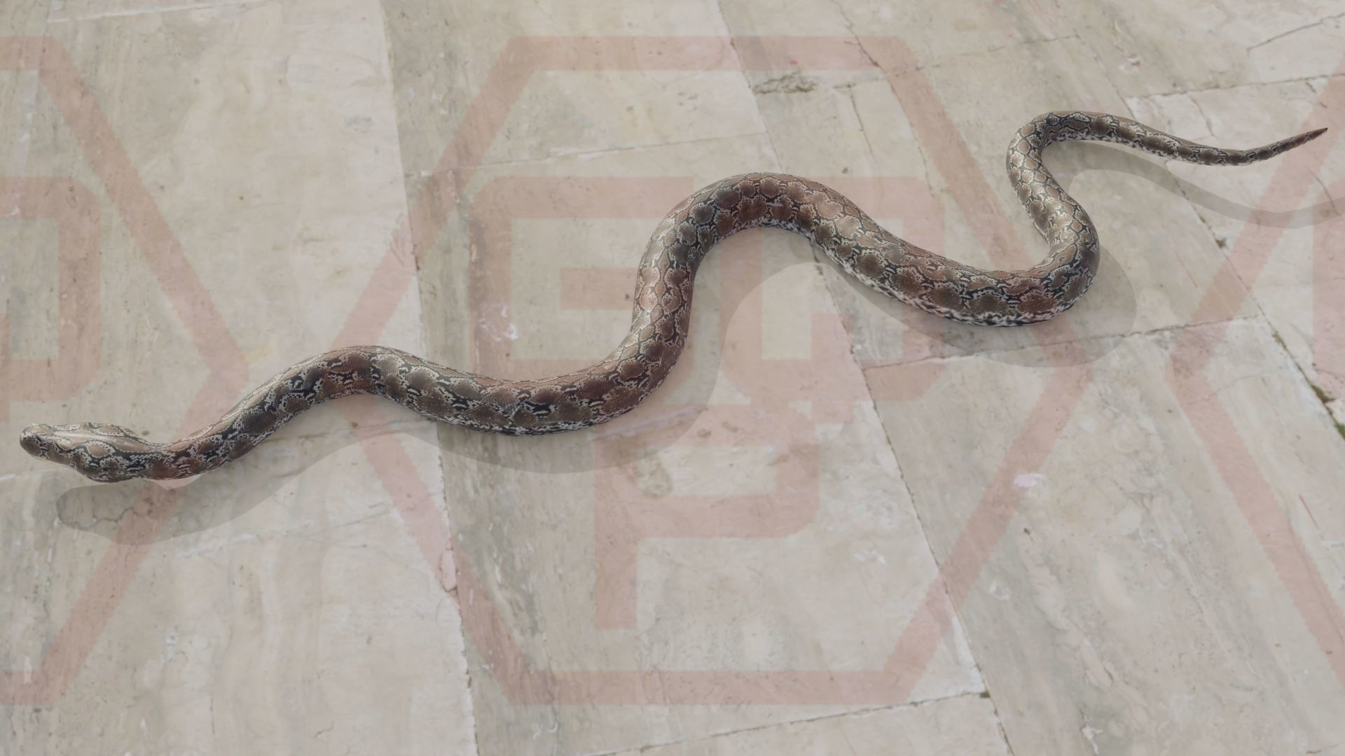 Rigged python   Low-poly 3D model_27