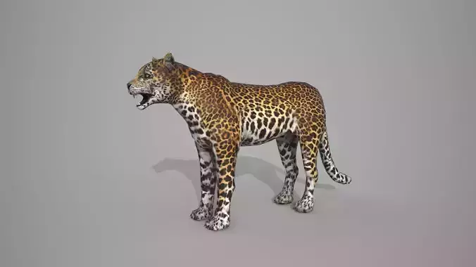 Leapord jaguar