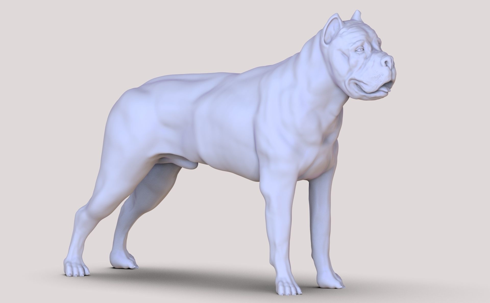 three dog breed Canne Corso 3D print model_8