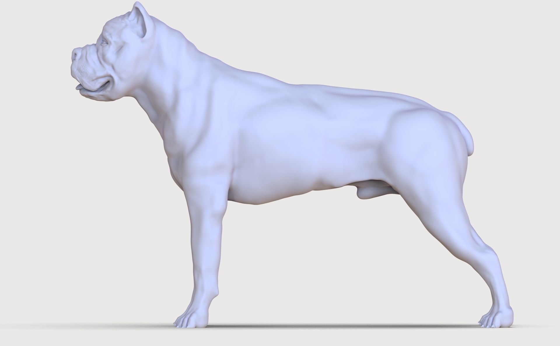 three dog breed Canne Corso 3D print model_10