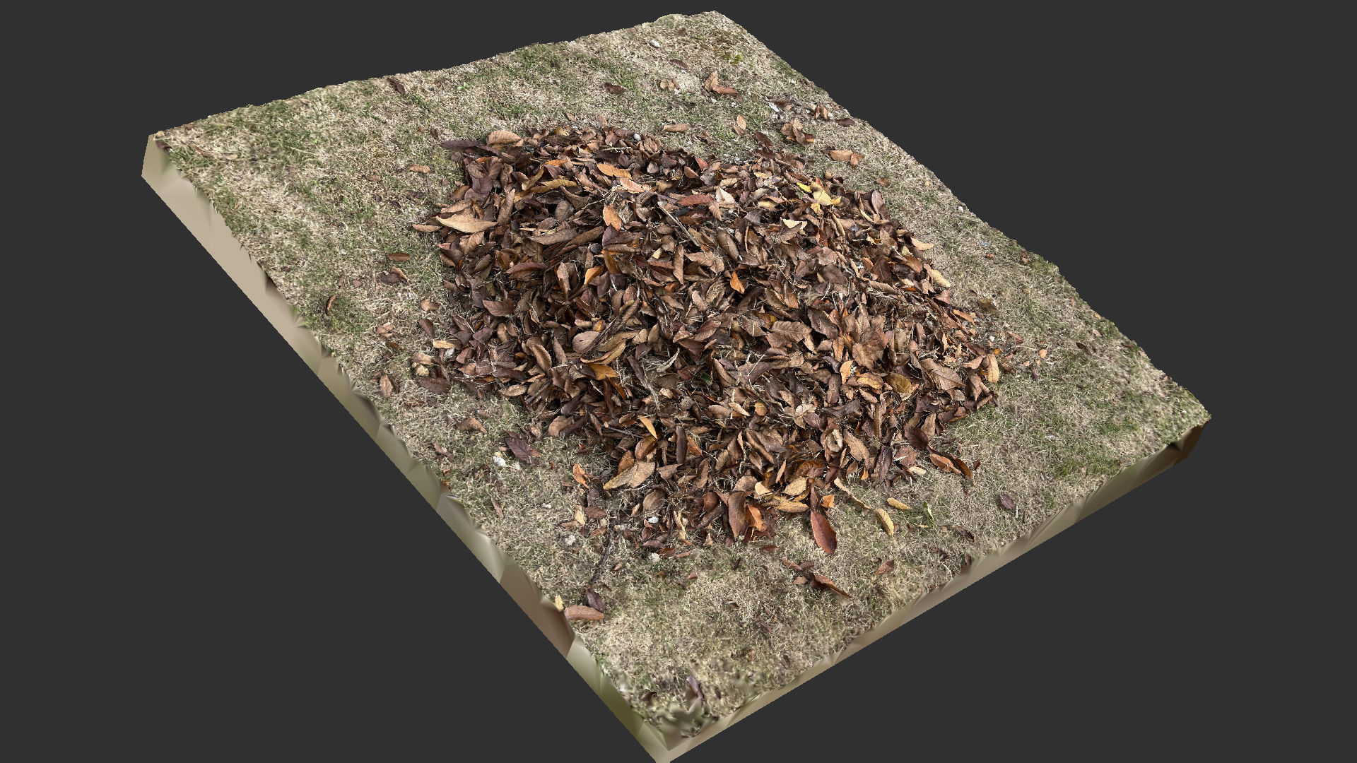 Leaves on the ground 3d scan 3D model_1