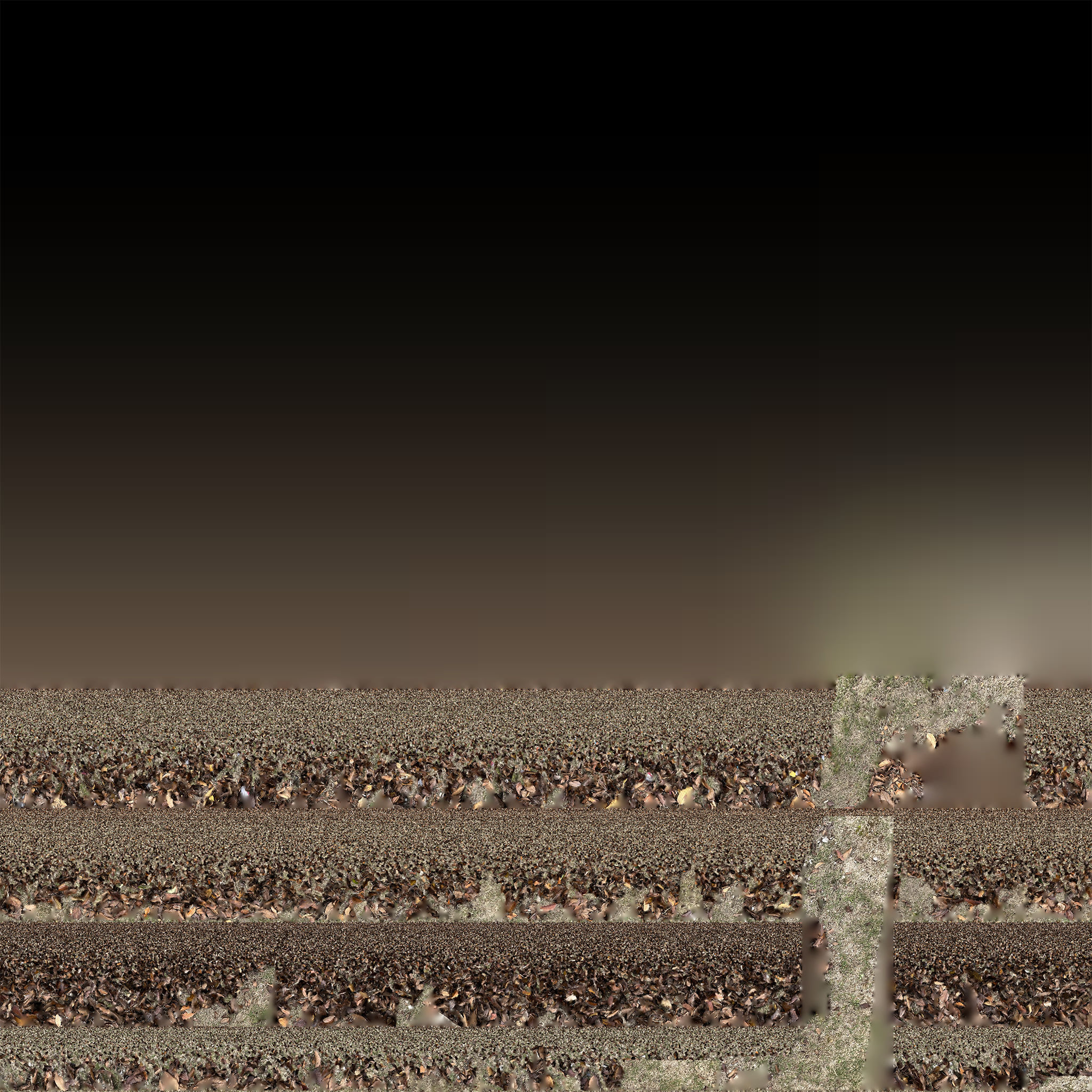 Leaves on the ground 3d scan 3D model_15