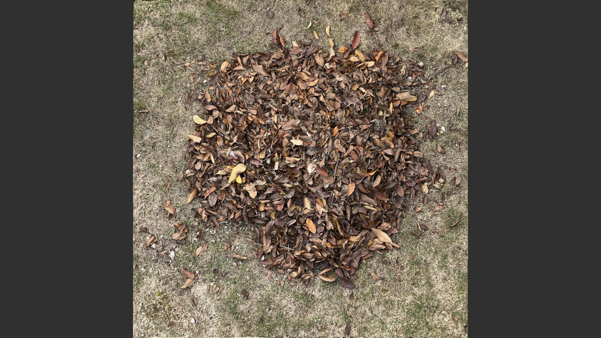 Leaves on the ground 3d scan 3D model_7