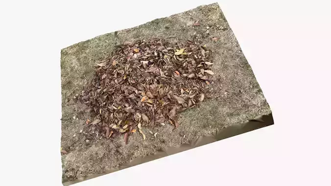 Leaves on the ground 3d scan