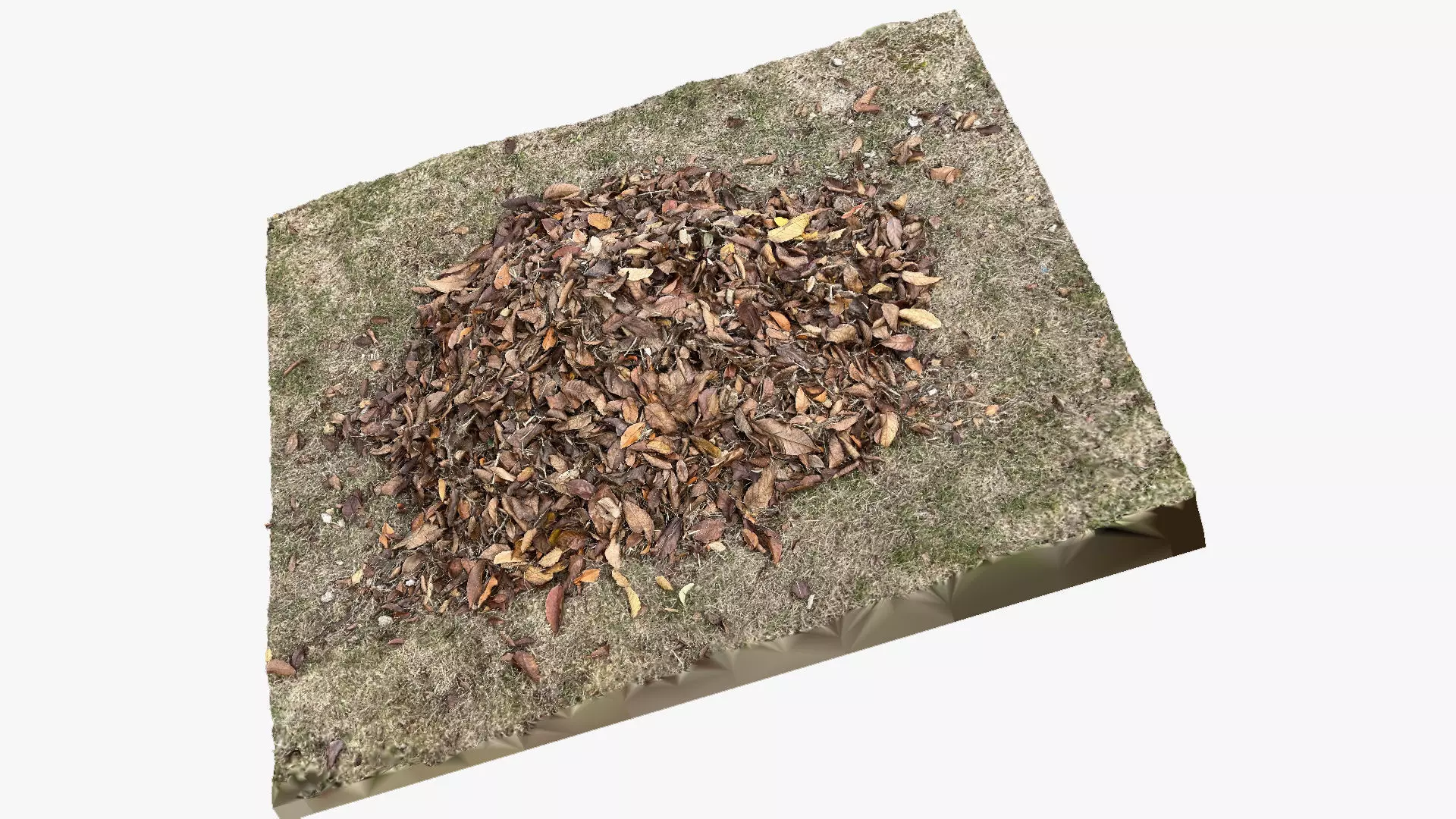 Leaves on the ground 3d scan 3D model_0