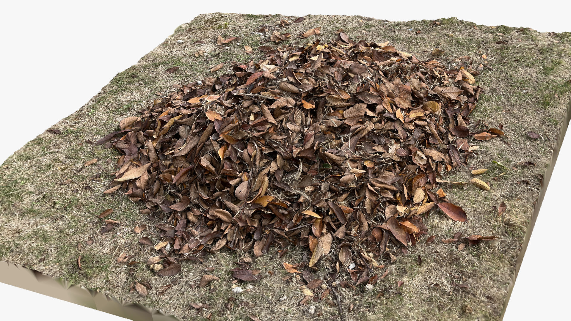Leaves on the ground 3d scan 3D model_9