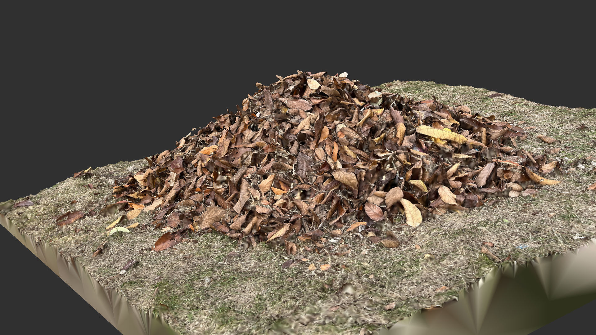 Leaves on the ground 3d scan 3D model_11
