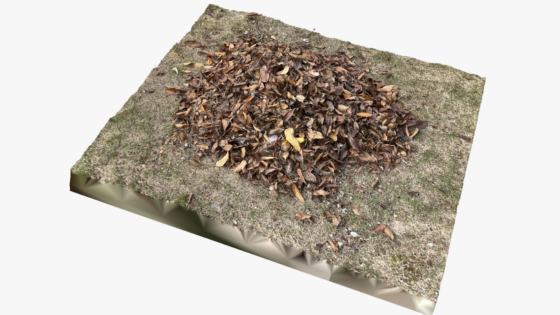Leaves on the ground 3d scan 3D model_2