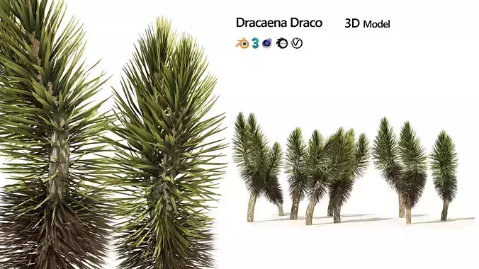 Dracaena Draco trees Low-poly 3D model