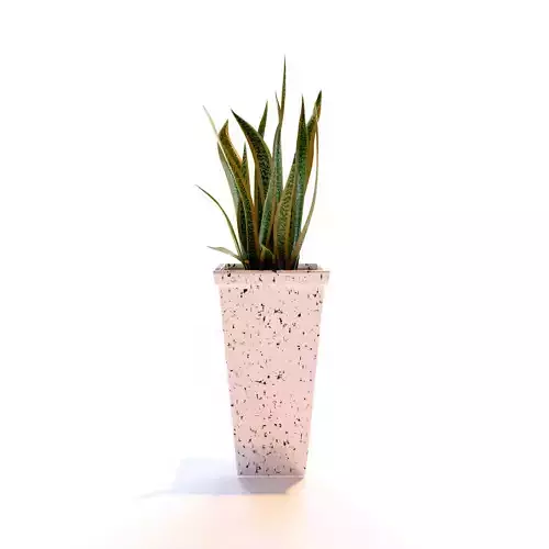 Snake Plant 3D model