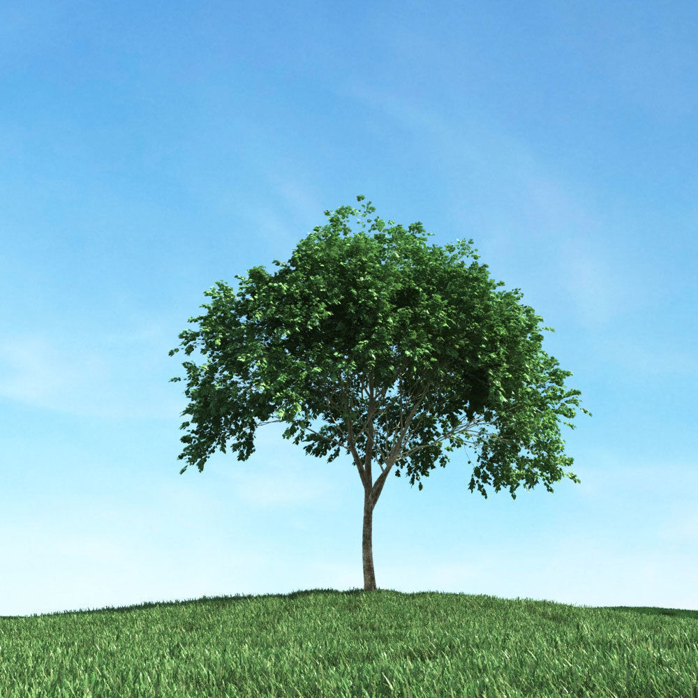 Archmodels vol 106 - Realistic Tress Collection 3D model_36