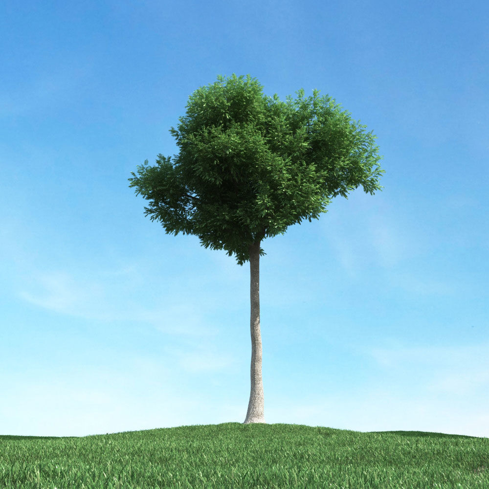 Archmodels vol 106 - Realistic Tress Collection 3D model_26
