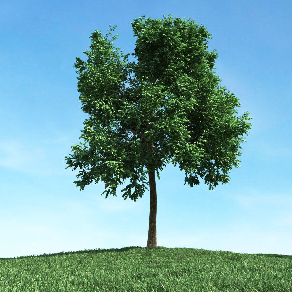 Archmodels vol 106 - Realistic Tress Collection 3D model_37