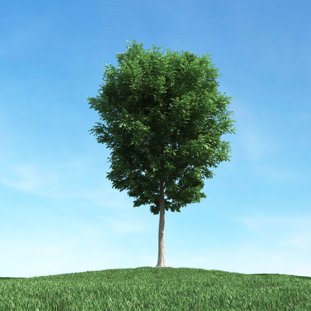 Archmodels vol 106 - Realistic Tress Collection 3D model_24