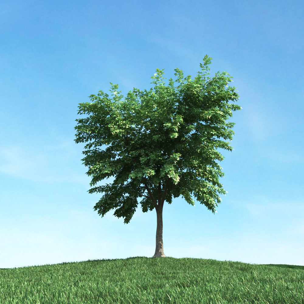 Archmodels vol 106 - Realistic Tress Collection 3D model_40
