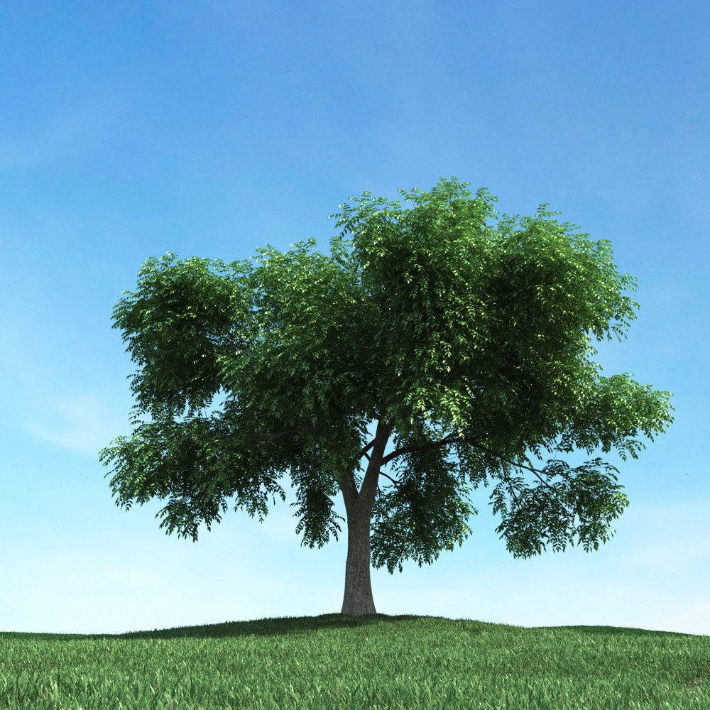 Archmodels vol 106 - Realistic Tress Collection 3D model_39