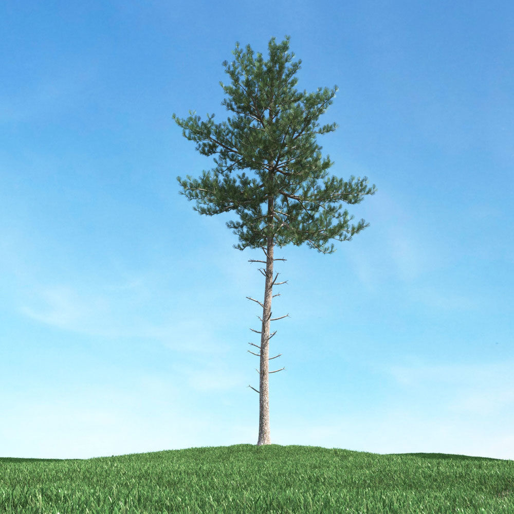 Archmodels vol 106 - Realistic Tress Collection 3D model_16