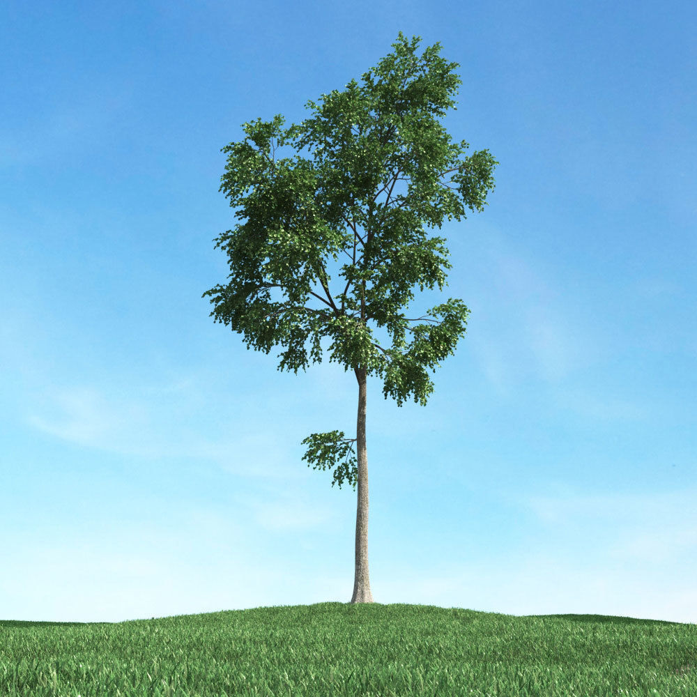 Archmodels vol 106 - Realistic Tress Collection 3D model_15