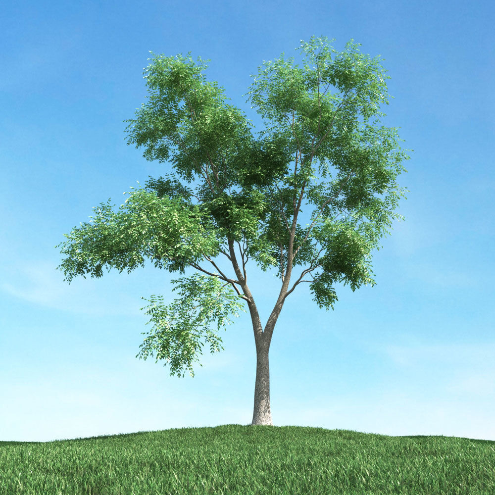 Archmodels vol 106 - Realistic Tress Collection 3D model_38