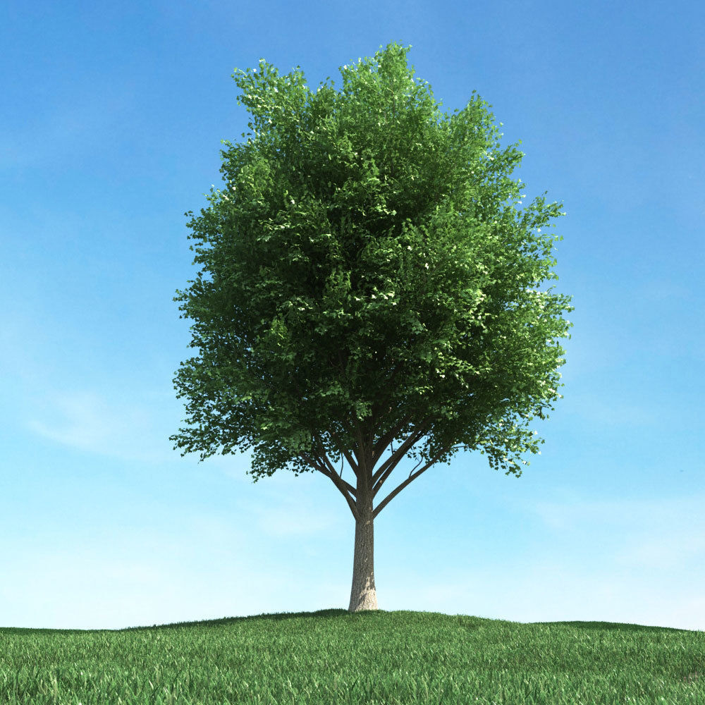 Archmodels vol 106 - Realistic Tress Collection 3D model_35