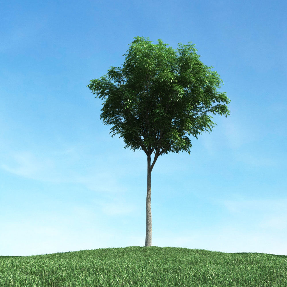 Archmodels vol 106 - Realistic Tress Collection 3D model_23