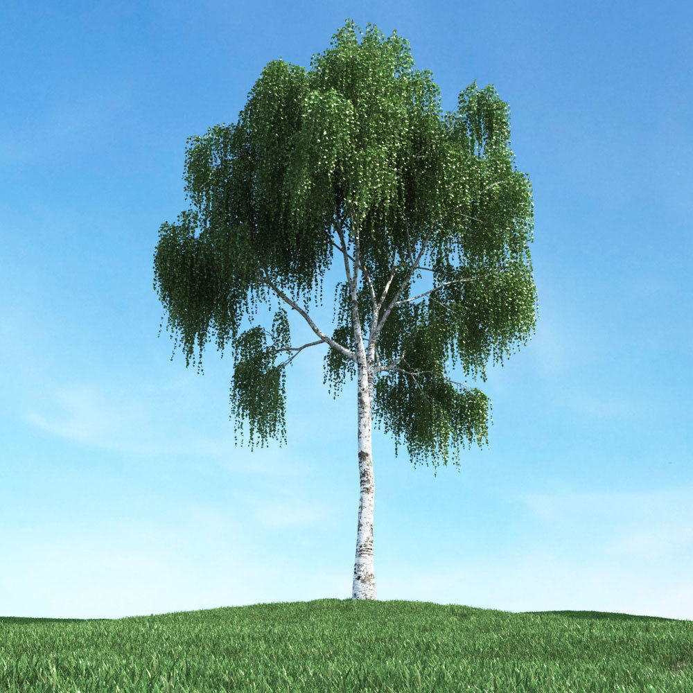 Archmodels vol 106 - Realistic Tress Collection 3D model_22