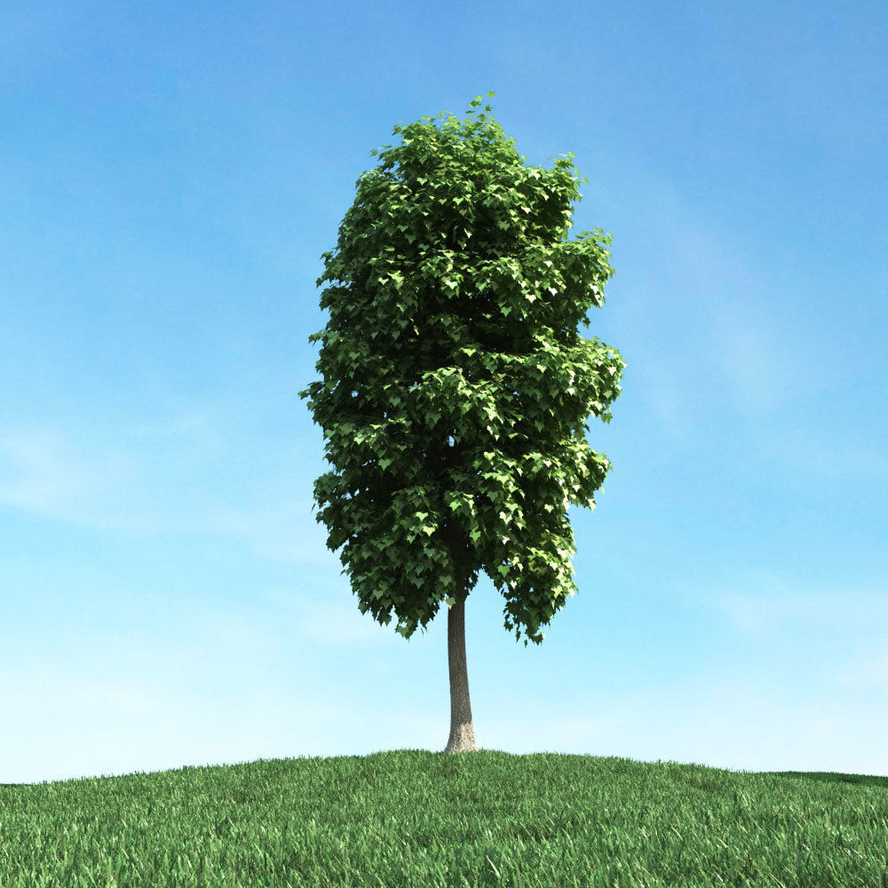 Archmodels vol 106 - Realistic Tress Collection 3D model_32