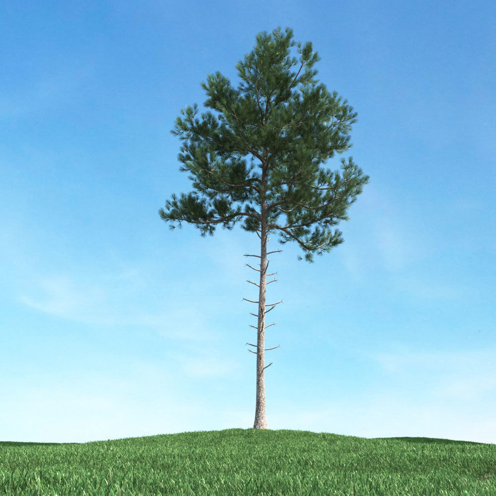 Archmodels vol 106 - Realistic Tress Collection 3D model_17