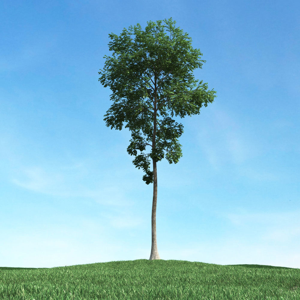 Archmodels vol 106 - Realistic Tress Collection 3D model_13