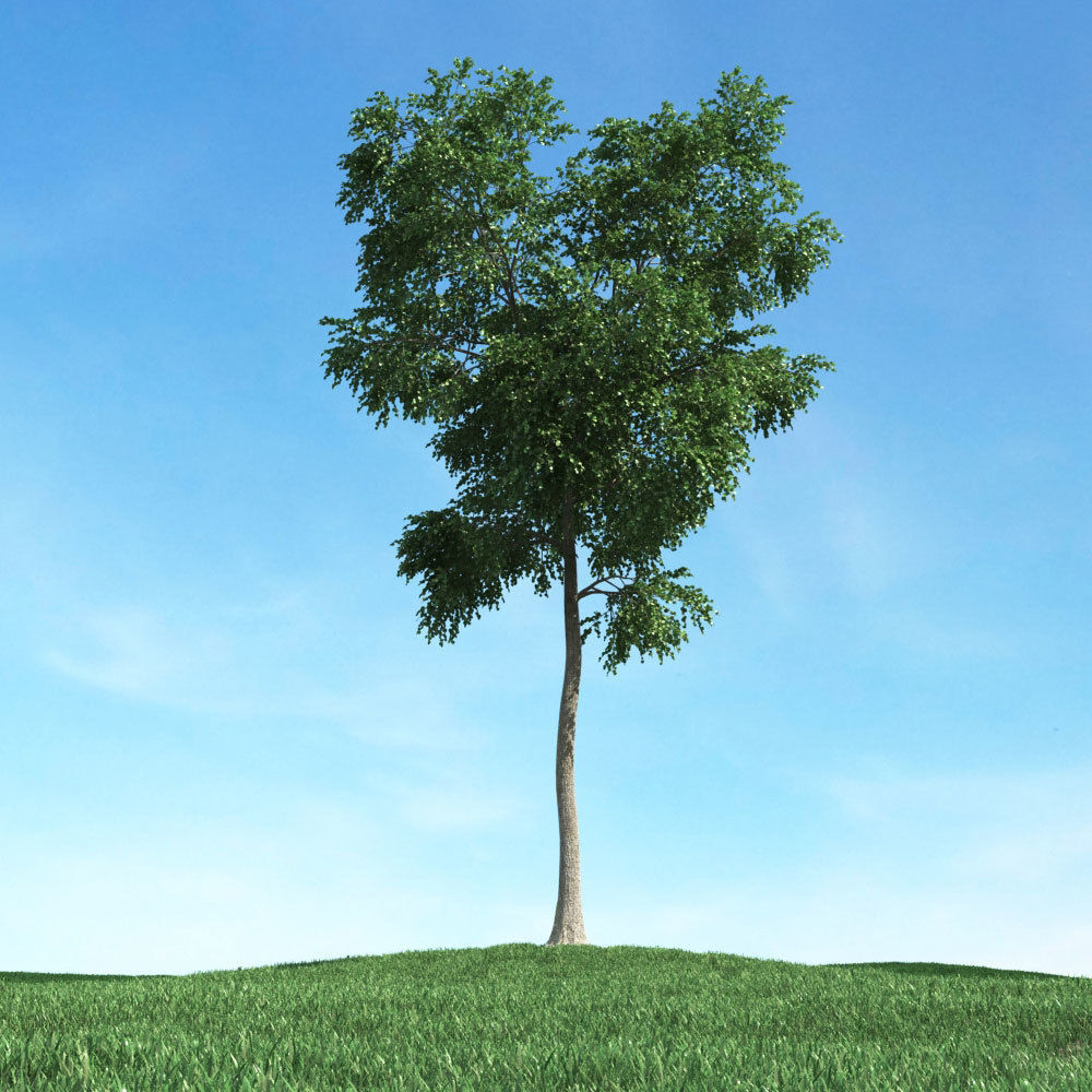 Archmodels vol 106 - Realistic Tress Collection 3D model_14