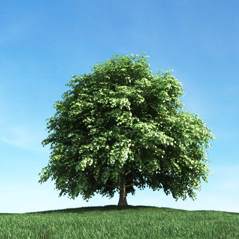 Archmodels vol 106 - Realistic Tress Collection 3D model_42