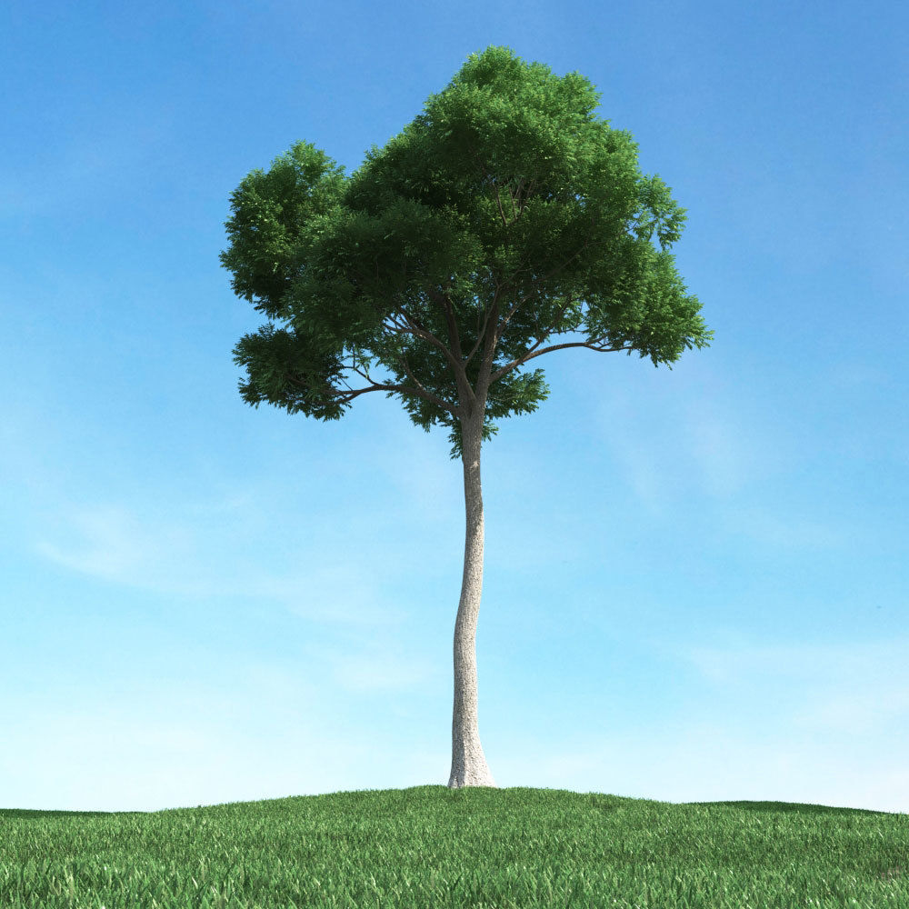 Archmodels vol 106 - Realistic Tress Collection 3D model_27