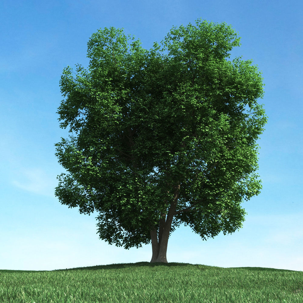 Archmodels vol 106 - Realistic Tress Collection 3D model_50