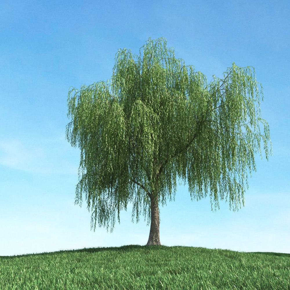 Archmodels vol 106 - Realistic Tress Collection 3D model_18