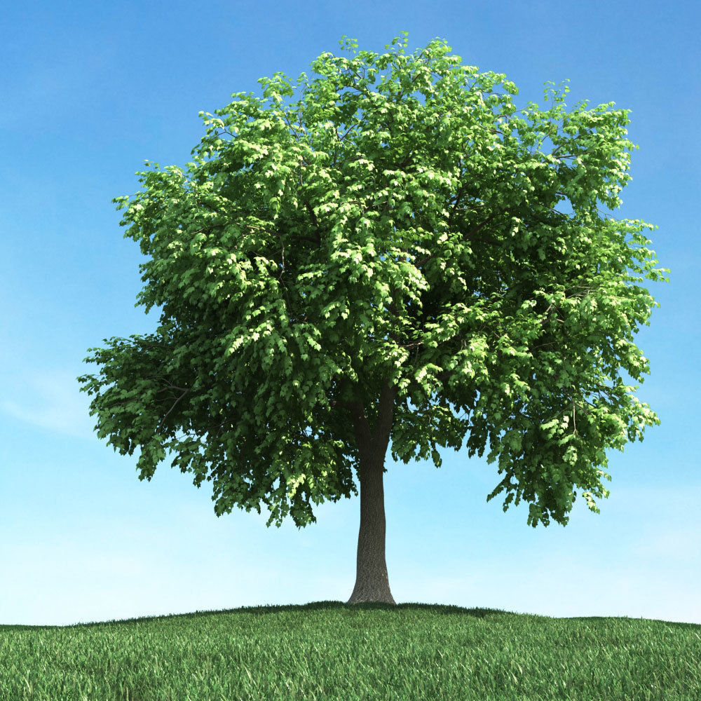 Archmodels vol 106 - Realistic Tress Collection 3D model_46