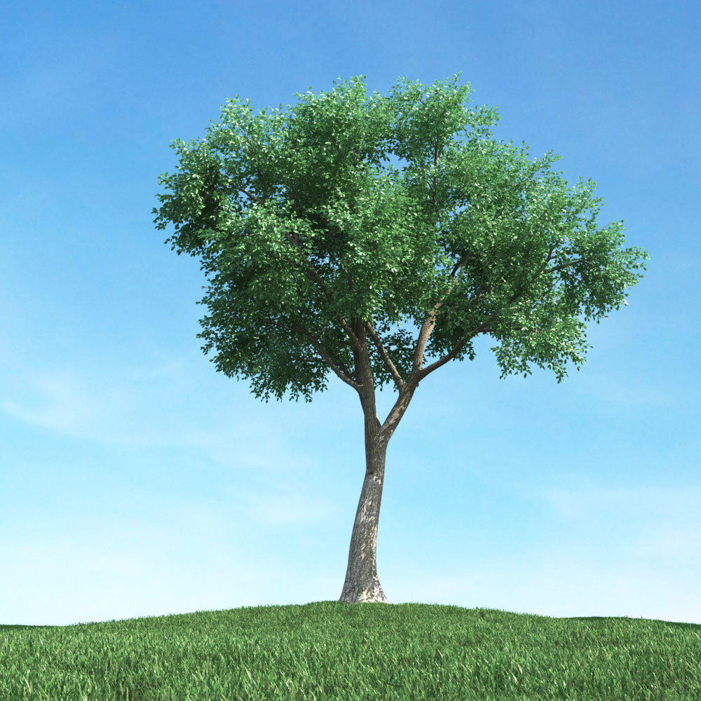 Archmodels vol 106 - Realistic Tress Collection 3D model_52