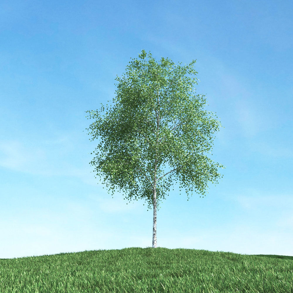 Archmodels vol 106 - Realistic Tress Collection 3D model_3