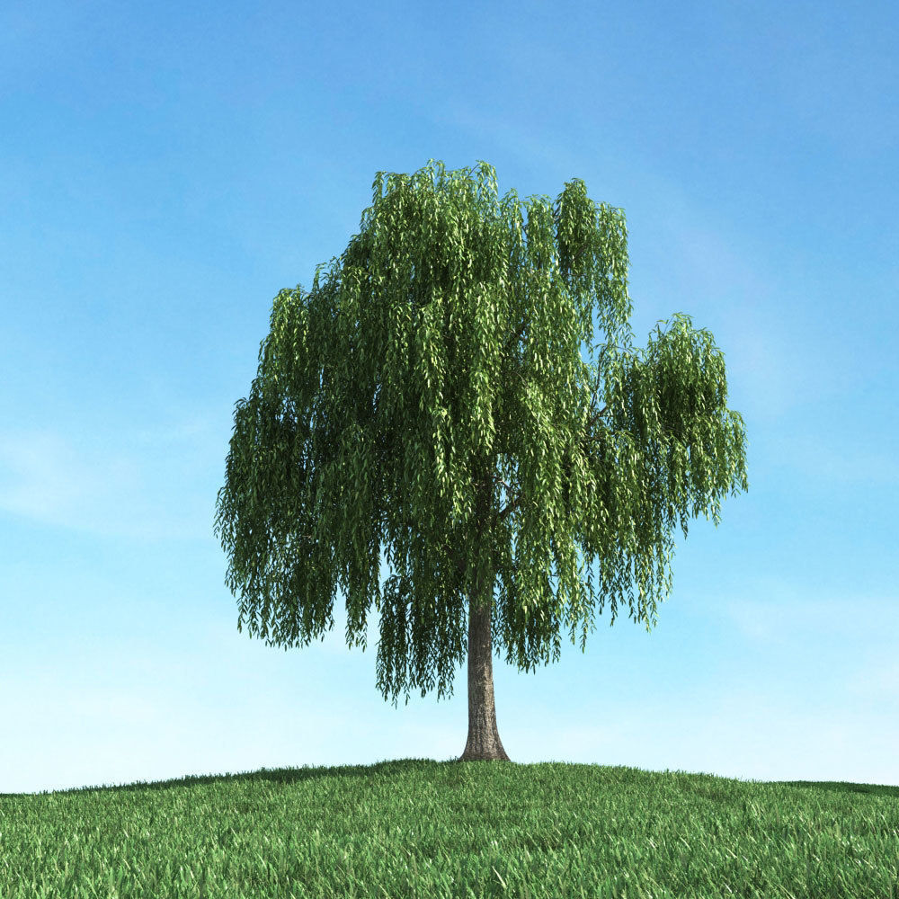 Archmodels vol 106 - Realistic Tress Collection 3D model_19