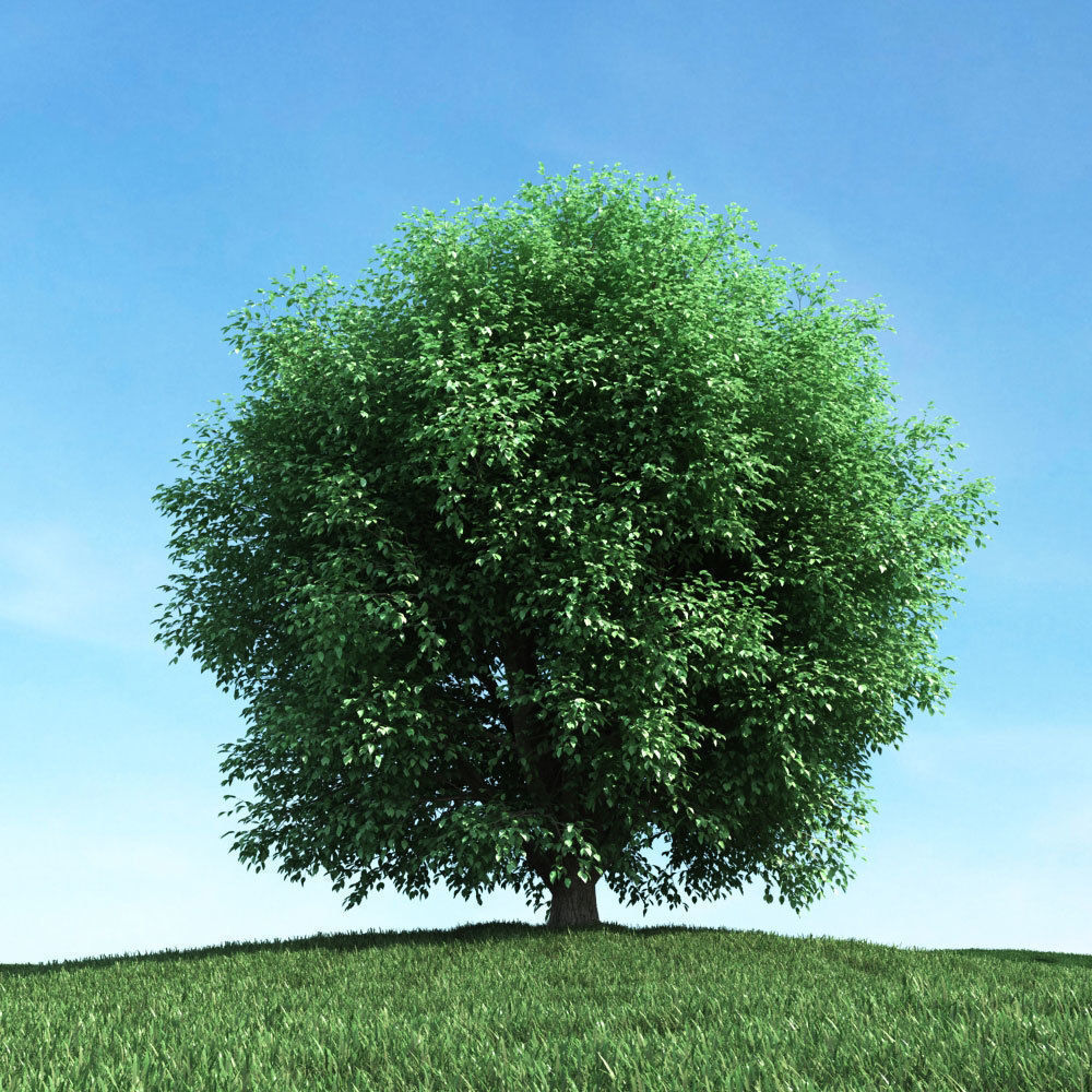 Archmodels vol 106 - Realistic Tress Collection 3D model_43