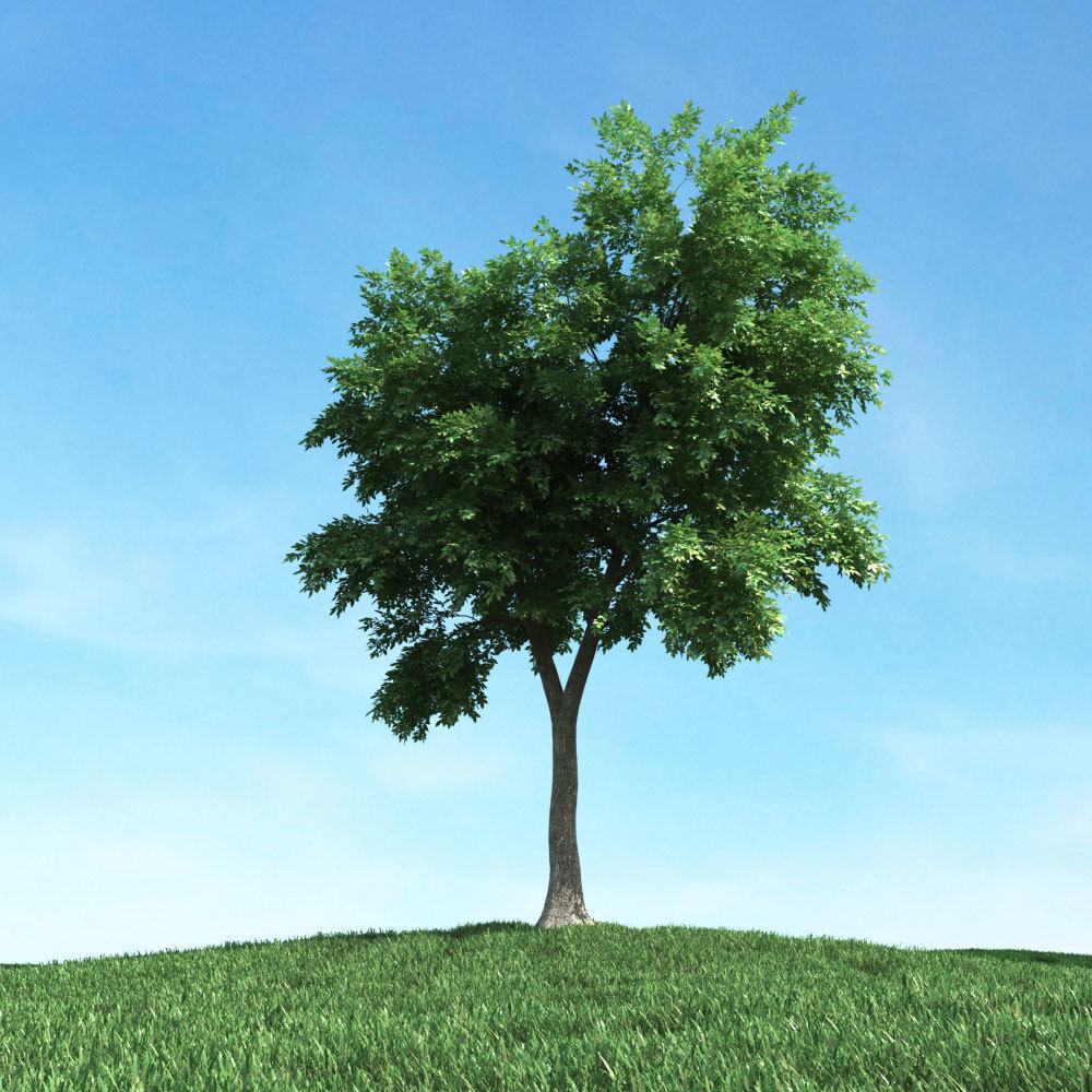 Archmodels vol 106 - Realistic Tress Collection 3D model_41