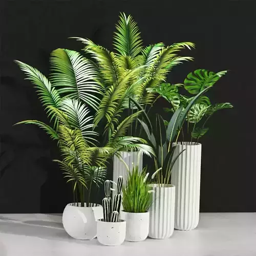 Indoor Plant Set 100