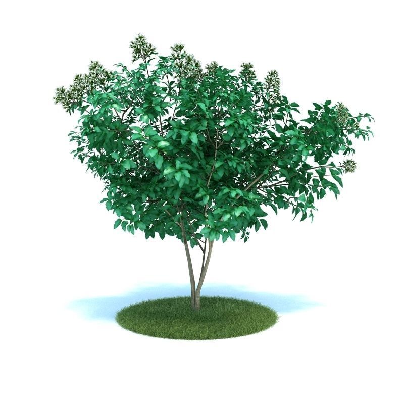 Archmodels vol 86 - Realistic Garden Plants Collection 3D model_29