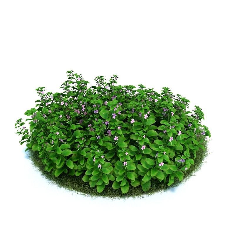 Archmodels vol 86 - Realistic Garden Plants Collection 3D model_31