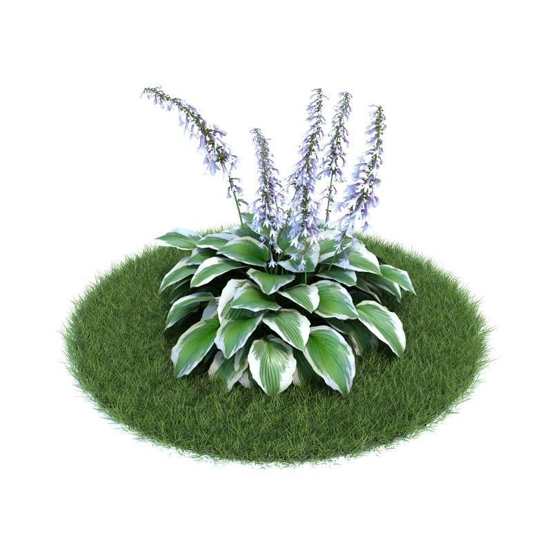 Archmodels vol 86 - Realistic Garden Plants Collection 3D model_30