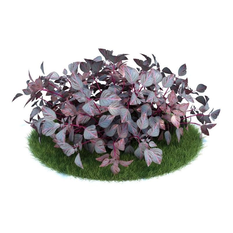 Archmodels vol 86 - Realistic Garden Plants Collection 3D model_32