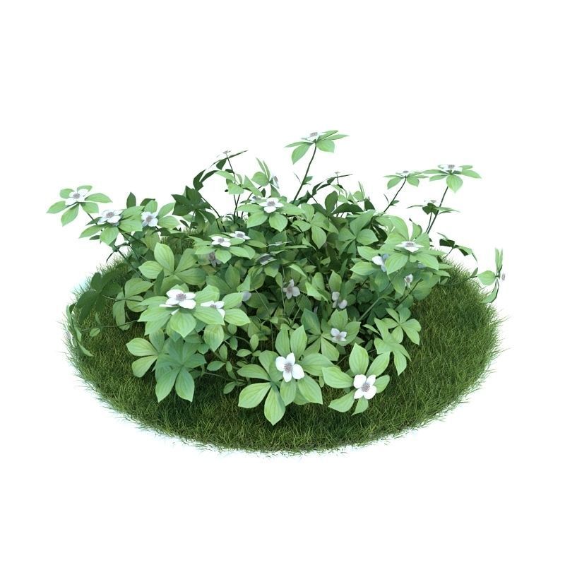 Archmodels vol 86 - Realistic Garden Plants Collection 3D model_17