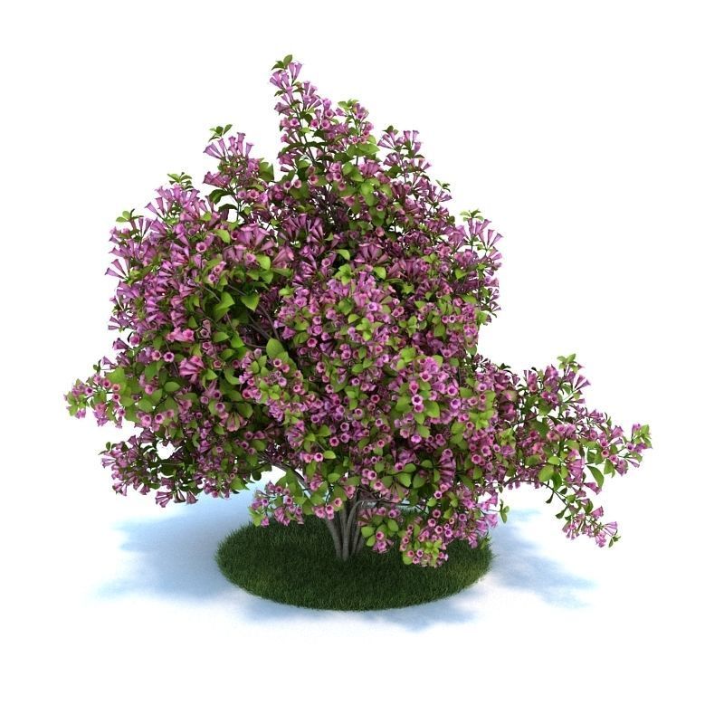 Archmodels vol 86 - Realistic Garden Plants Collection 3D model_51