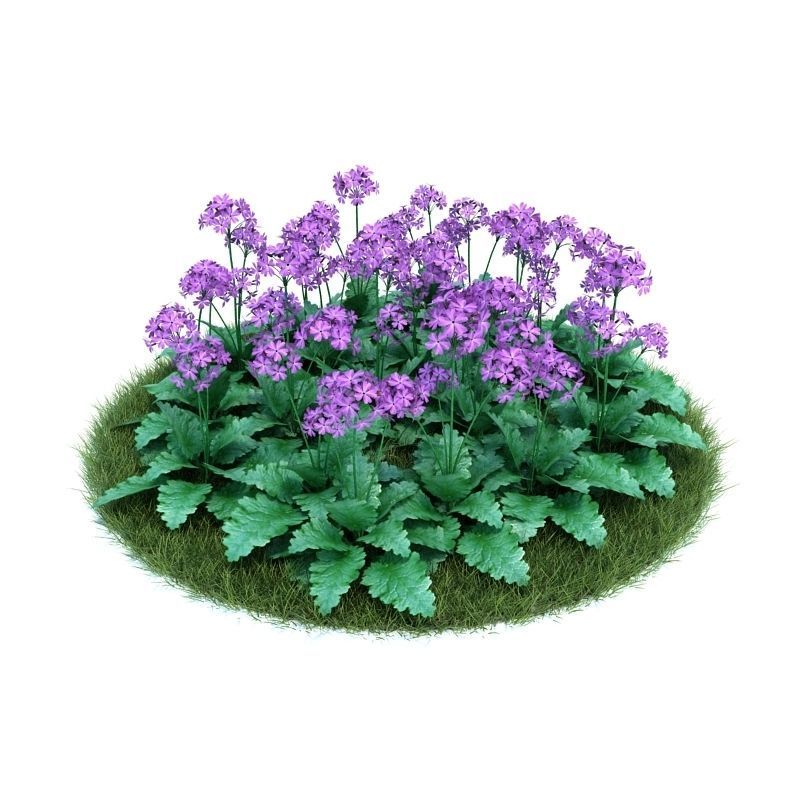 Archmodels vol 86 - Realistic Garden Plants Collection 3D model_44
