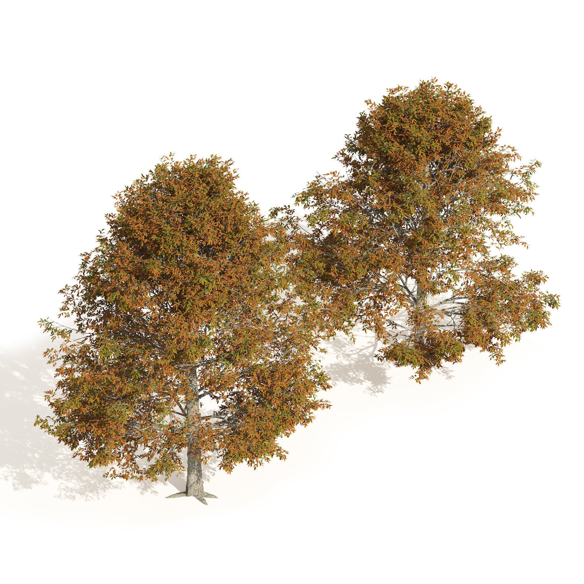 Autumn Quercus imbricaria Oak Fall Trees 3D model_1